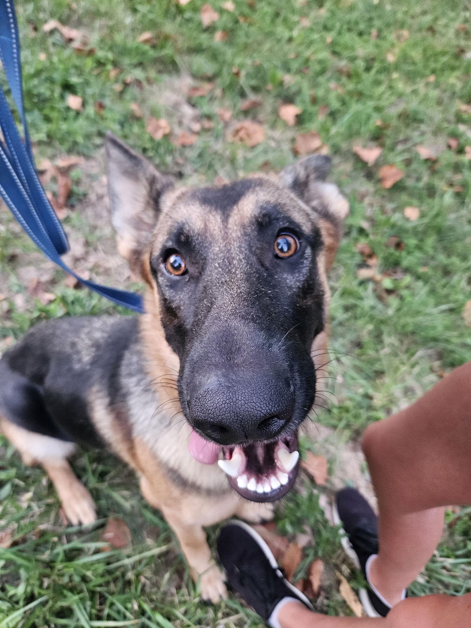 Enlarge Ghostie, a Adopted German Shepherd Dog in Louisville, KY image 2/3