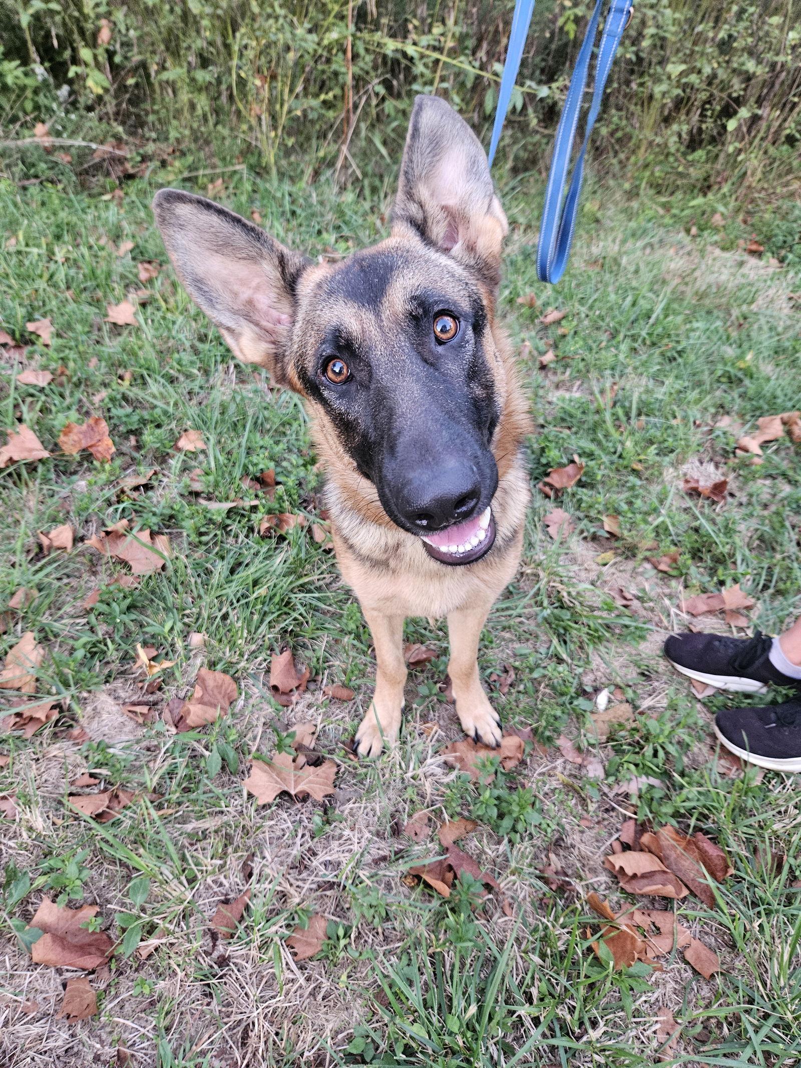 Enlarge Ghostie, a Adopted German Shepherd Dog in Louisville, KY image 3/3