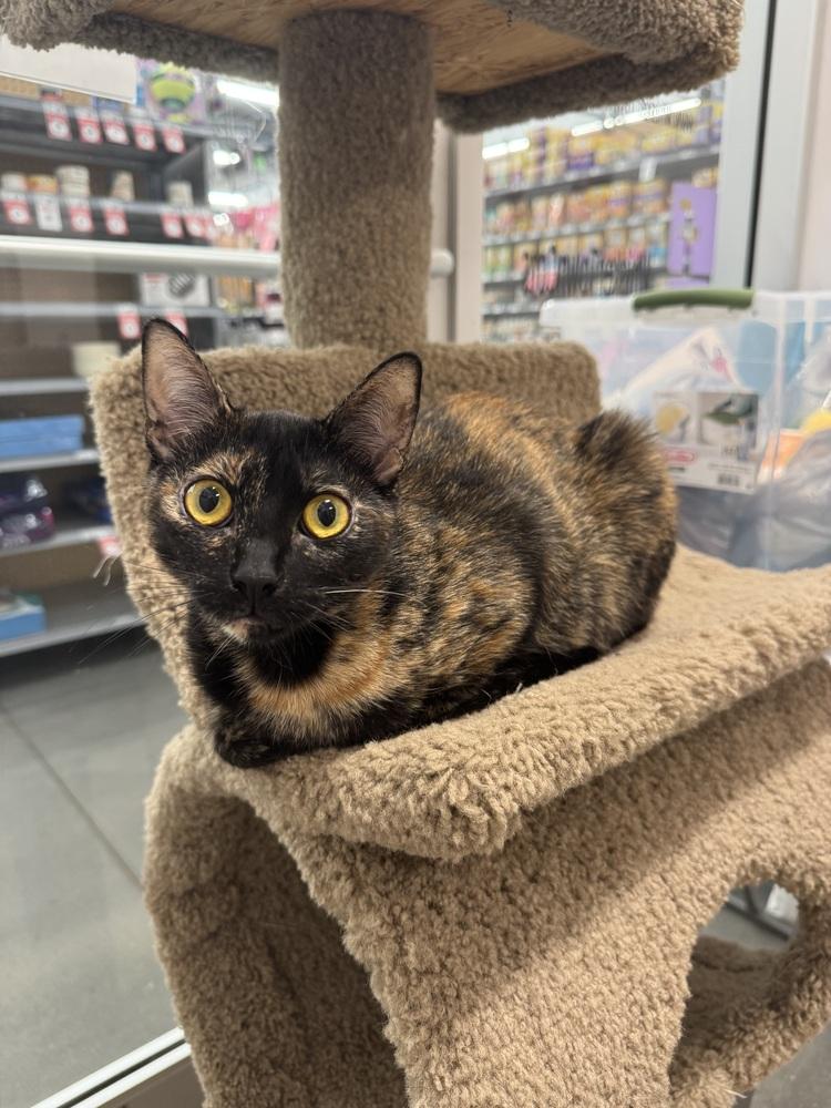 Enlarge Comma, a Adoptable Domestic Short Hair in Orlando, FL image 1/6