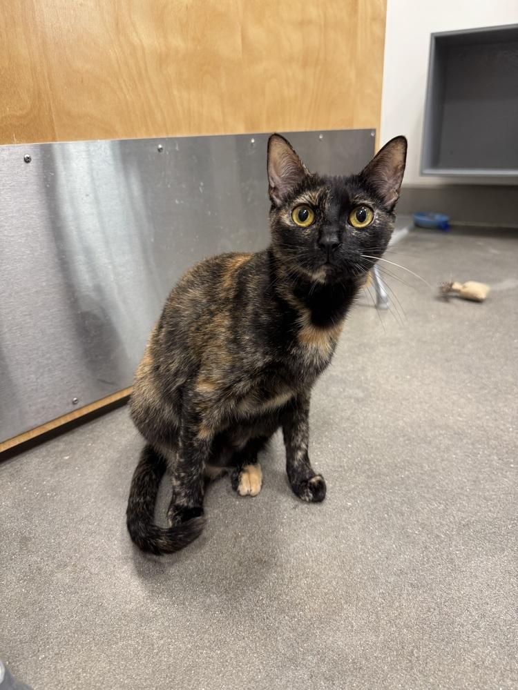 Enlarge Comma, a Adoptable Domestic Short Hair in Orlando, FL image 2/6