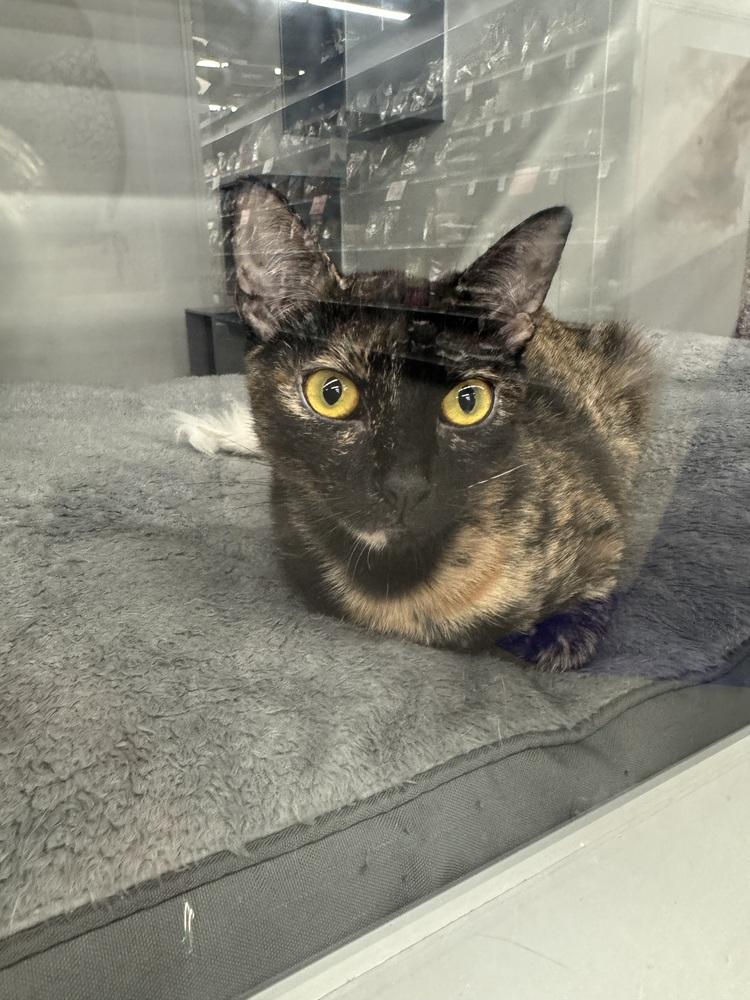 Enlarge Comma, a Adoptable Domestic Short Hair in Orlando, FL image 3/6