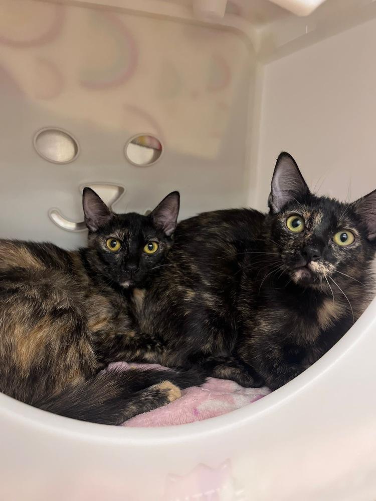 Enlarge Comma, a Adoptable Domestic Short Hair in Orlando, FL image 4/6