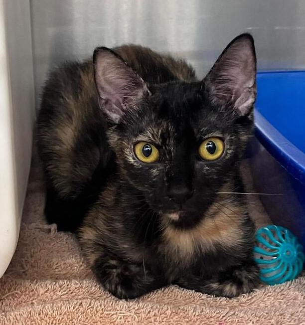 Enlarge Comma, a Adoptable Domestic Short Hair in Orlando, FL image 5/6