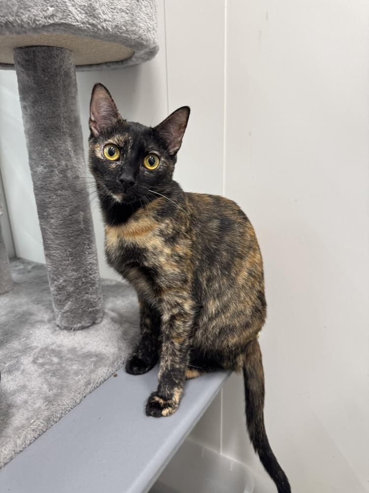 Enlarge Comma, a Adoptable Domestic Short Hair in Orlando, FL image 6/6