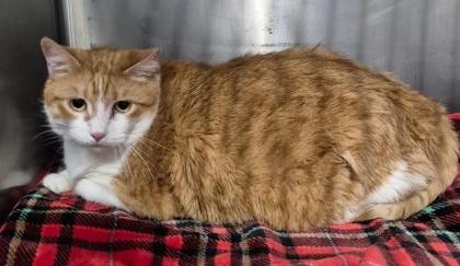 Foxxy, ADOPTABLE, Adult Female Domestic Short Hair.