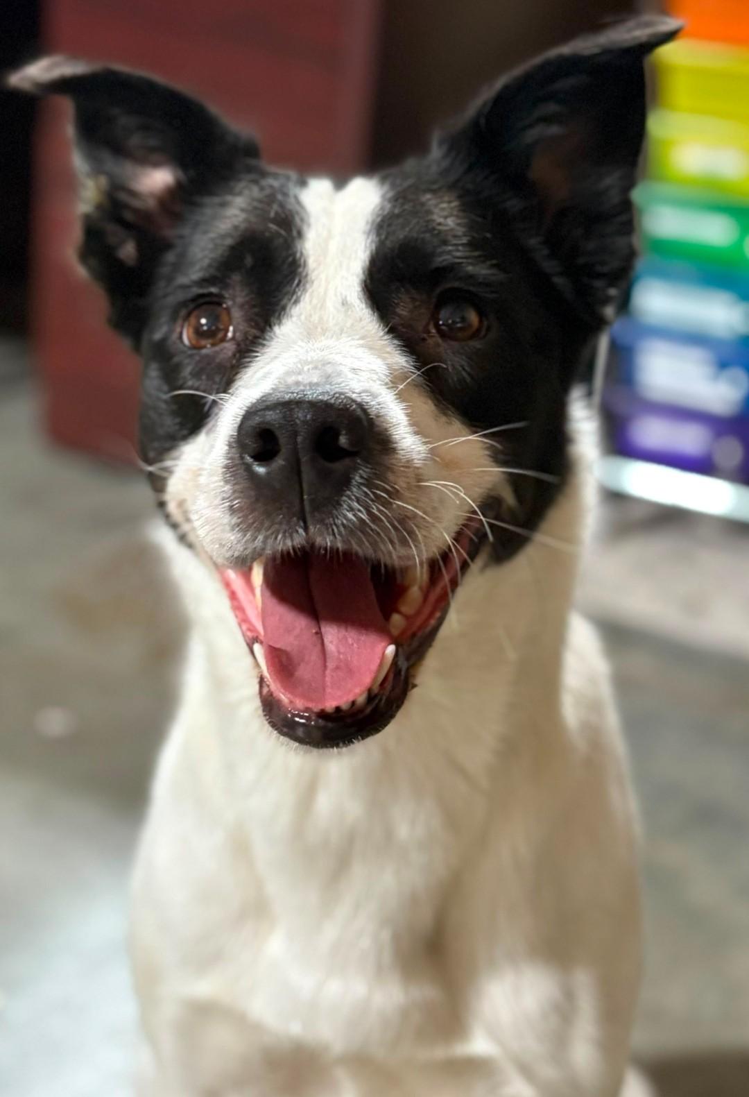 Shotsie, ADOPTABLE, Adult Female Canaan Dog.