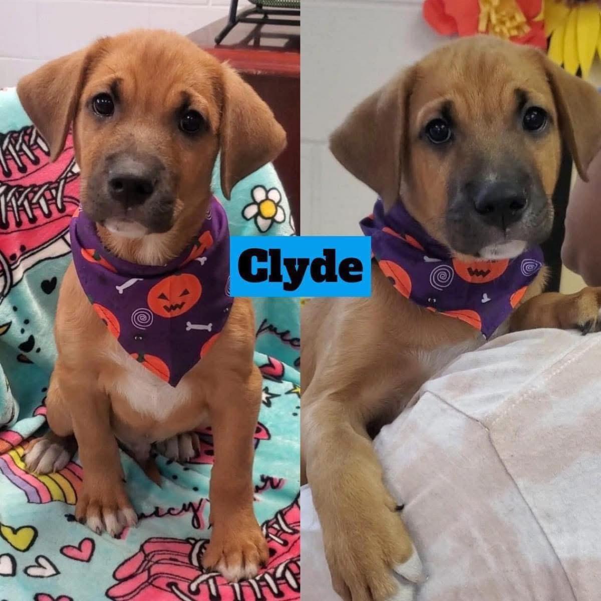 CLYDE photo 5