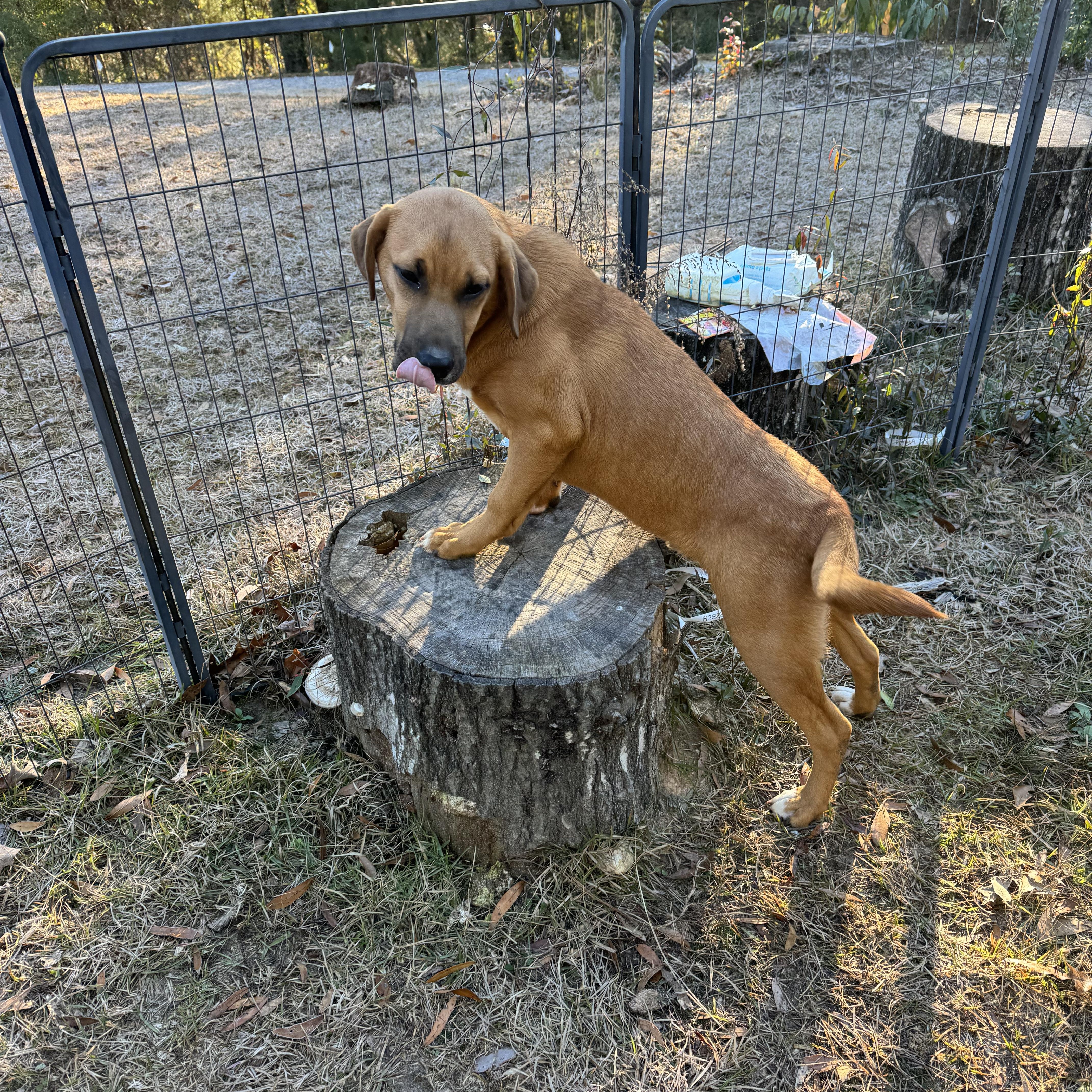 CLYDE photo 1