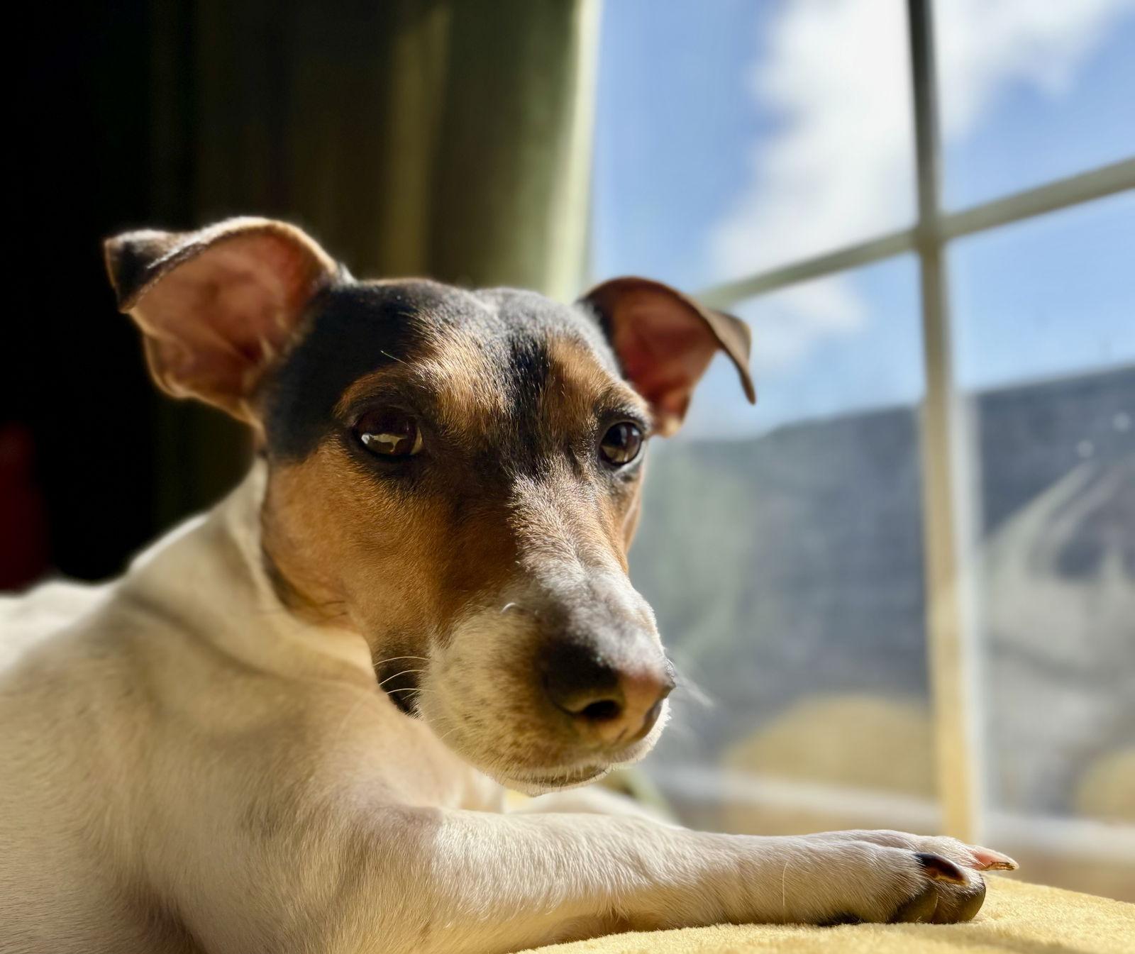 King, Adoptable, Young Male Jack Russell Terrier.