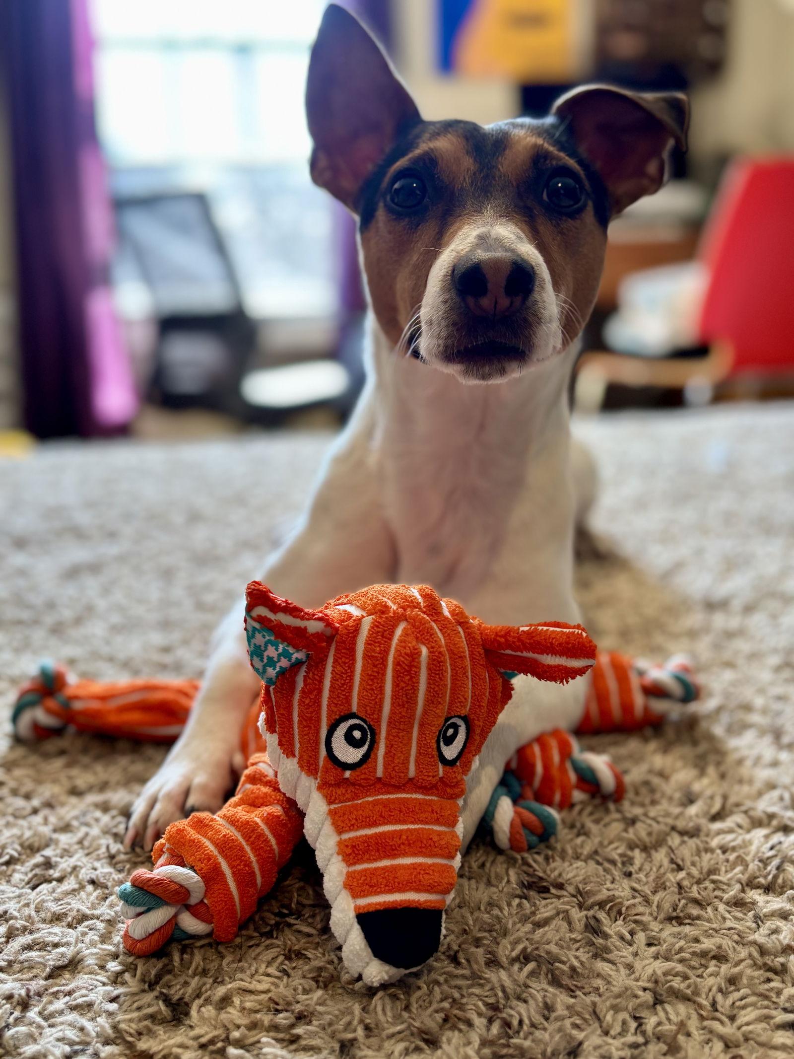 Enlarge King, a Adoptable Jack Russell Terrier in Florence, KY image 2/3