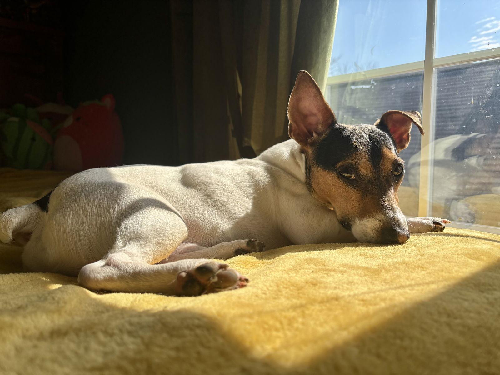 King, Adopted, Young Male Jack Russell Terrier.