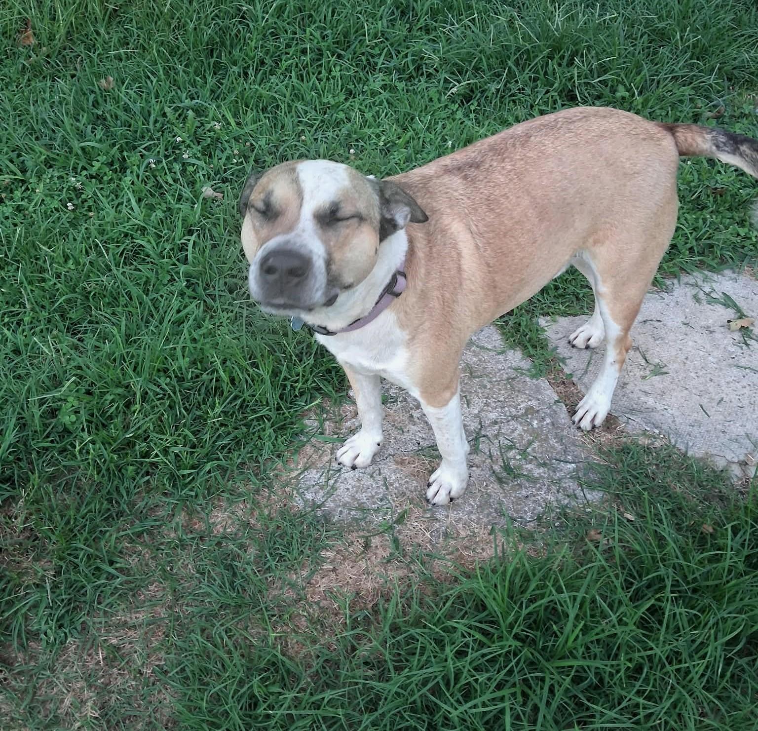 Louie, ADOPTABLE, Adult Male Mixed Breed.