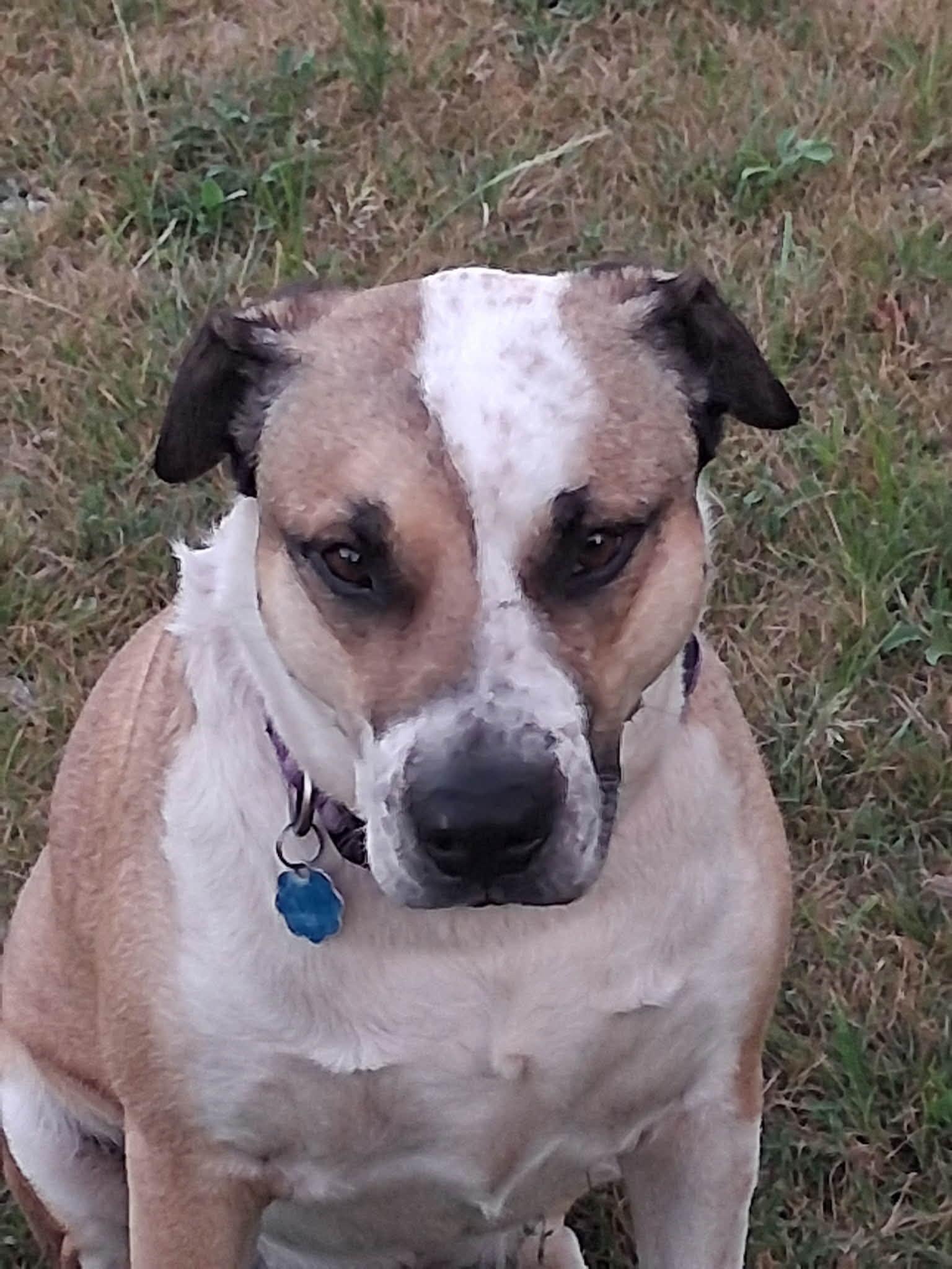 Louie, a ADOPTABLE mixed breed in Windsor, MO image 5/6