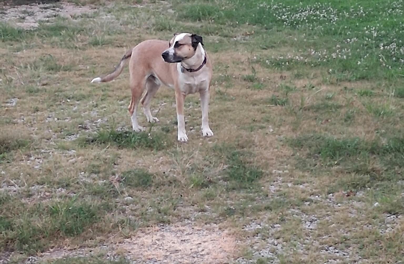 Louie, a ADOPTABLE mixed breed in Windsor, MO image 3/6