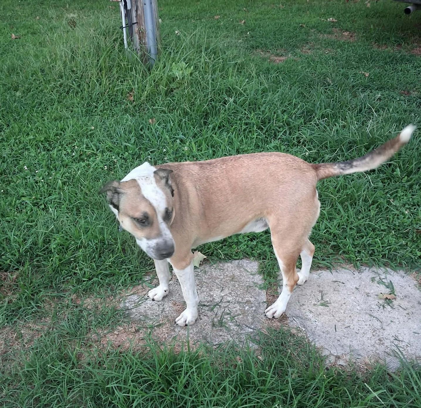 Louie, a ADOPTABLE mixed breed in Windsor, MO image 4/6