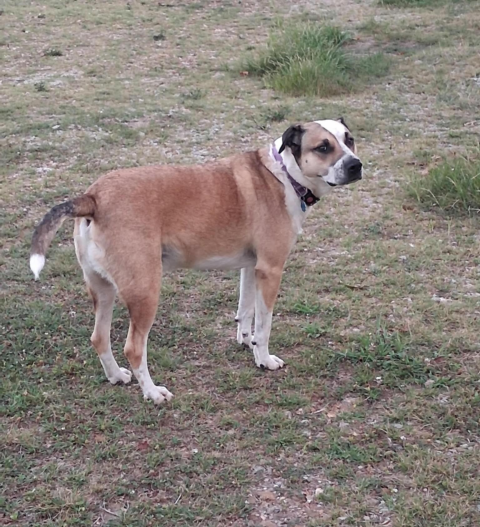 Louie, a ADOPTABLE mixed breed in Windsor, MO image 2/6