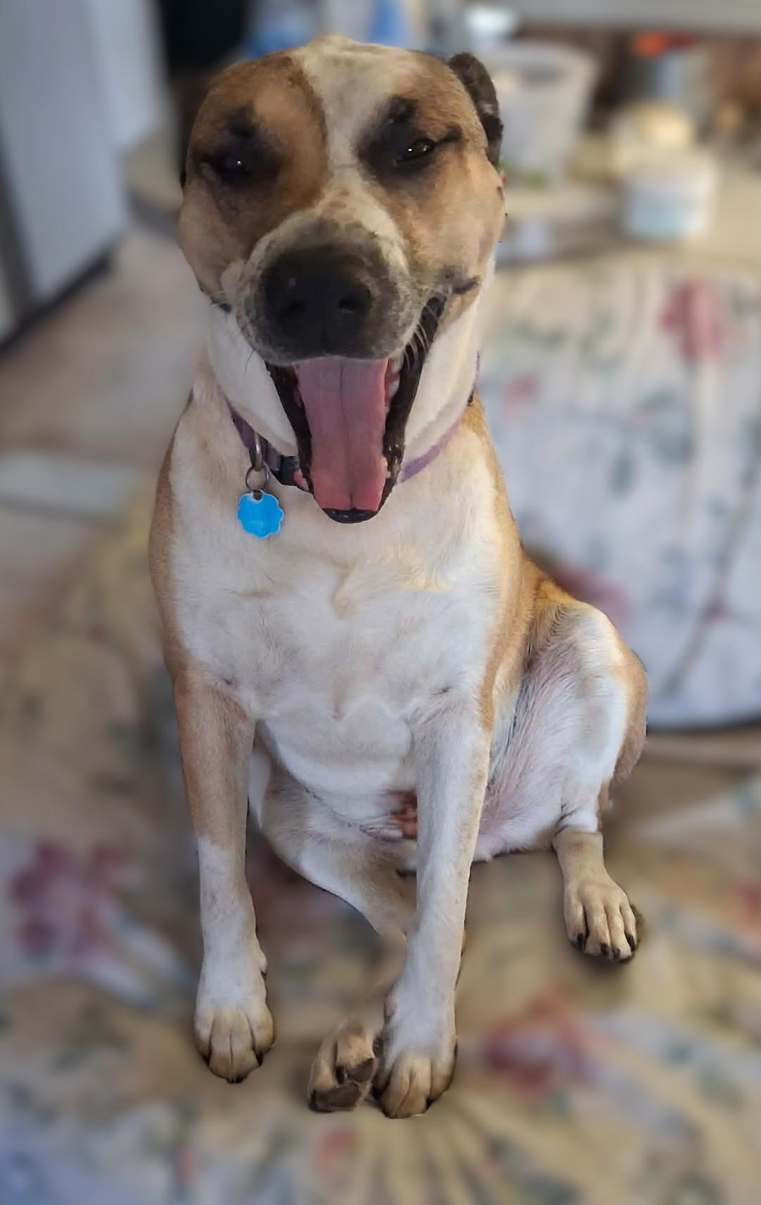 Louie, a ADOPTABLE mixed breed in Windsor, MO image 6/6