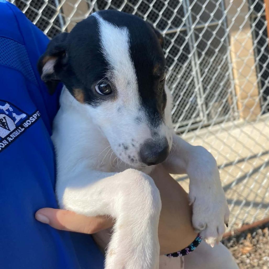 Patty, Adoptable, Puppy Female Australian Cattle Dog / Blue Heeler & Mixed Breed.