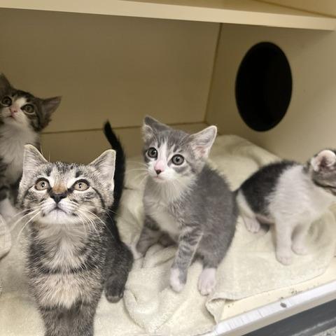 Enlarge Eeny, a Adoptable Domestic Short Hair in Dayton, OH image 1/1