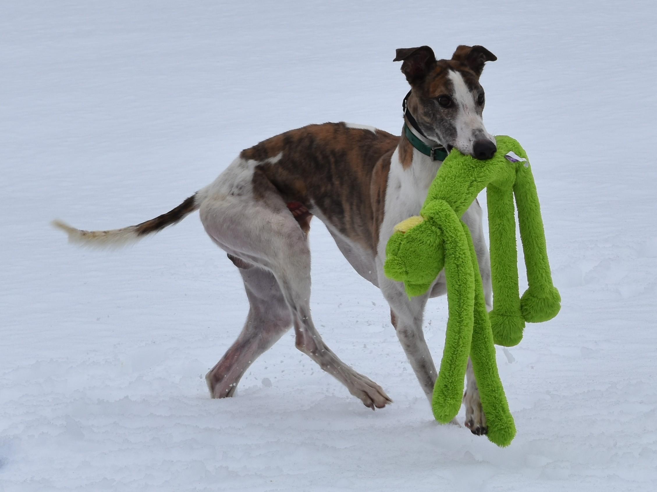 SE Ted Lasso "Ted", a ADOPTABLE Greyhound in Chagrin Falls, OH image 1/5