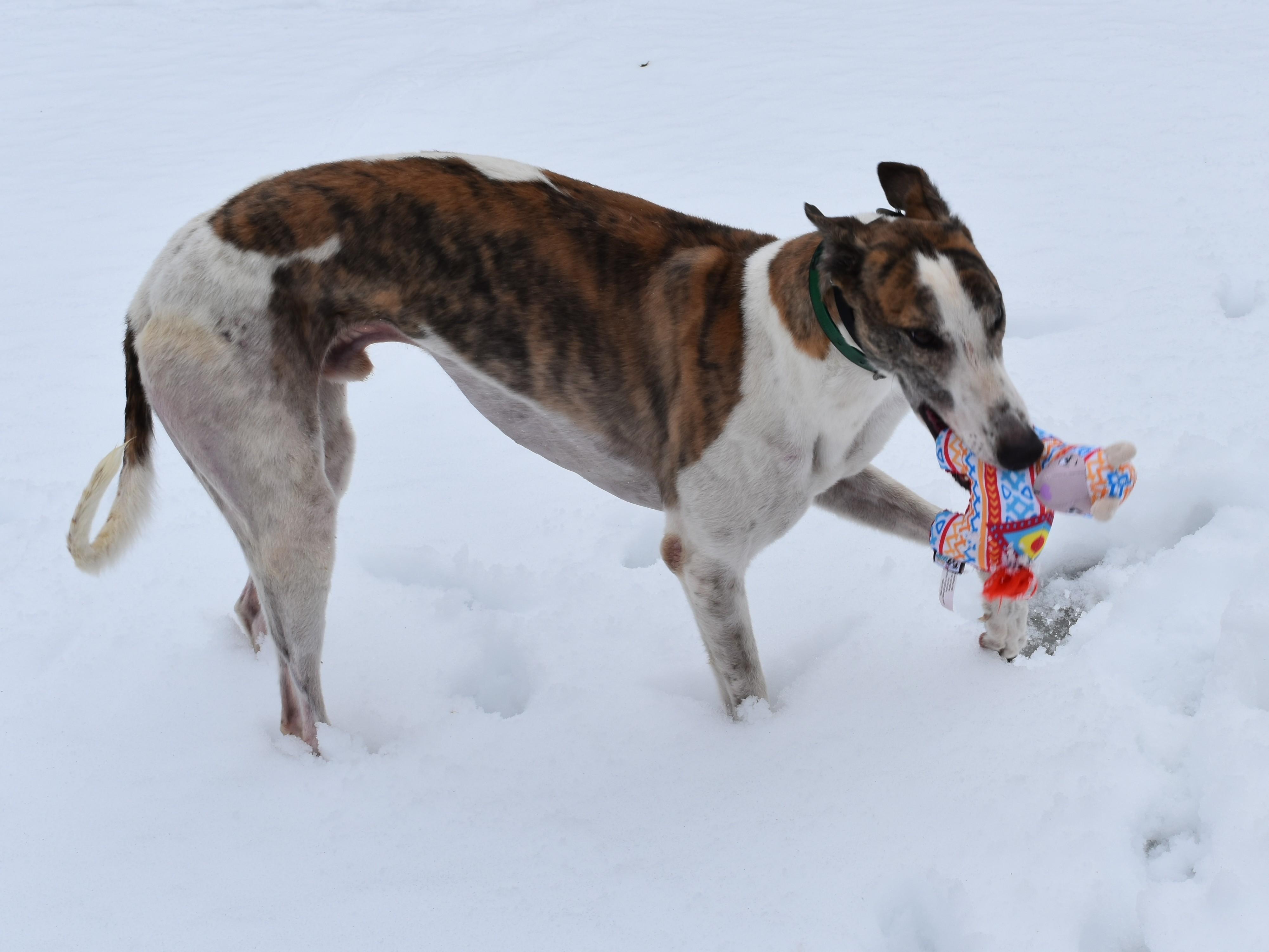 SE Ted Lasso "Ted", a ADOPTABLE Greyhound in Chagrin Falls, OH image 4/5
