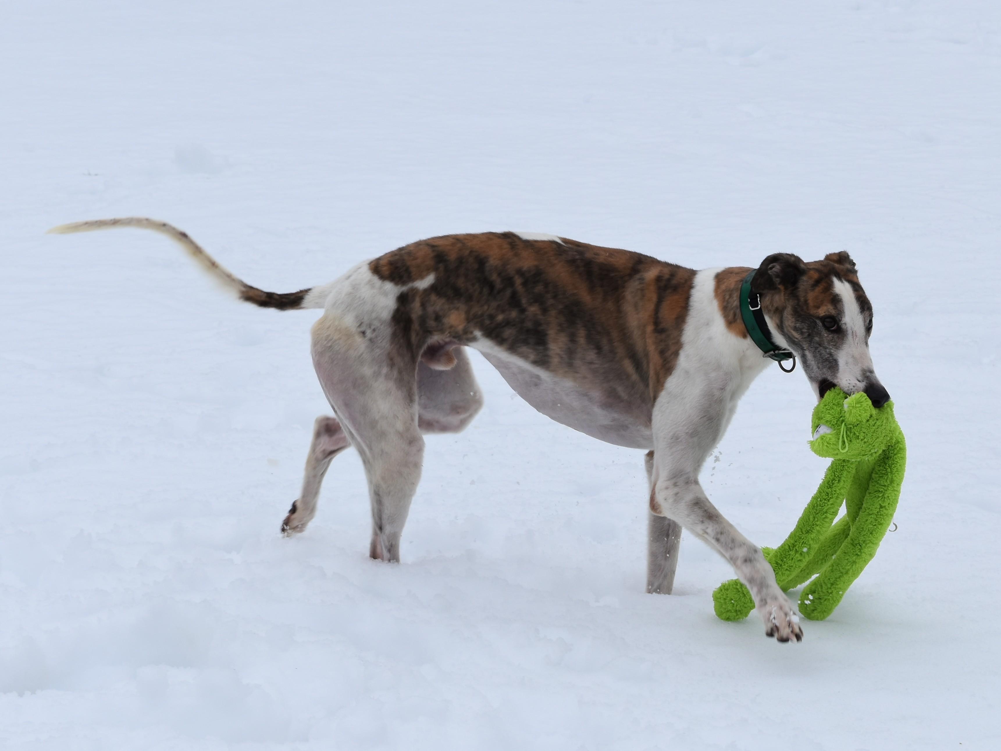 SE Ted Lasso "Ted", a ADOPTABLE Greyhound in Chagrin Falls, OH image 2/5