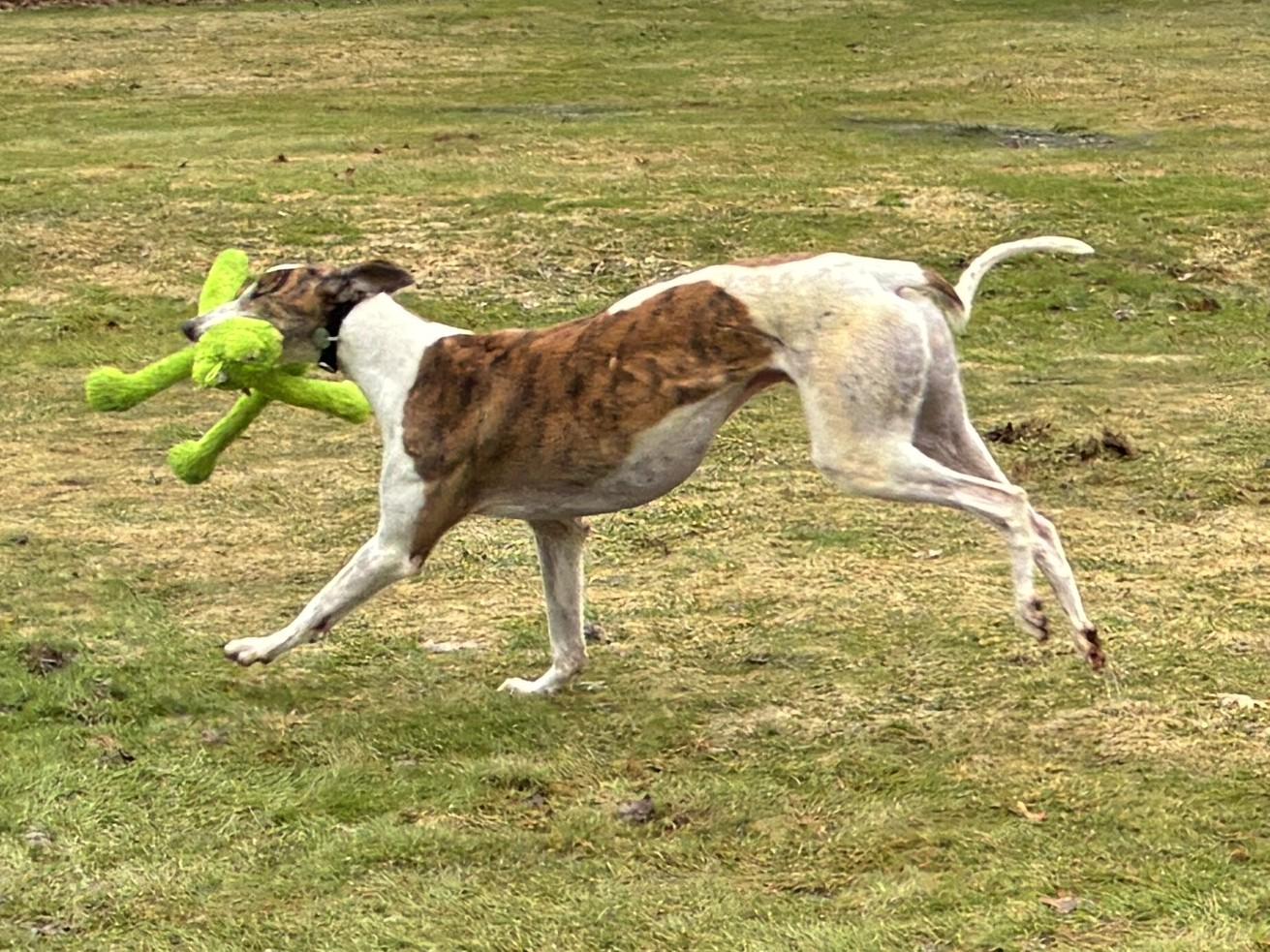 SE Ted Lasso "Ted", a ADOPTABLE Greyhound in Chagrin Falls, OH image 3/5