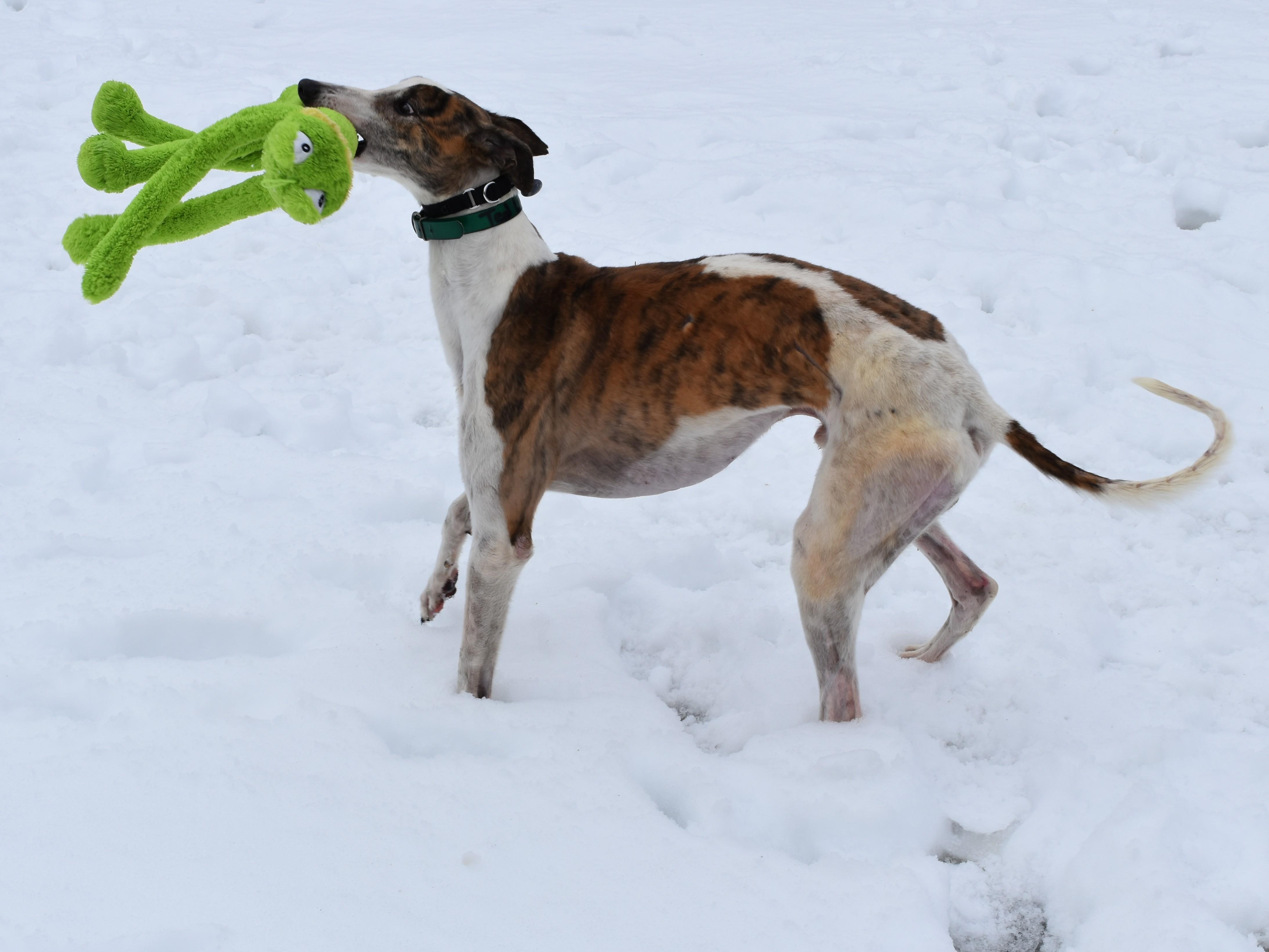 SE Ted Lasso "Ted", a ADOPTABLE Greyhound in Chagrin Falls, OH image 5/5
