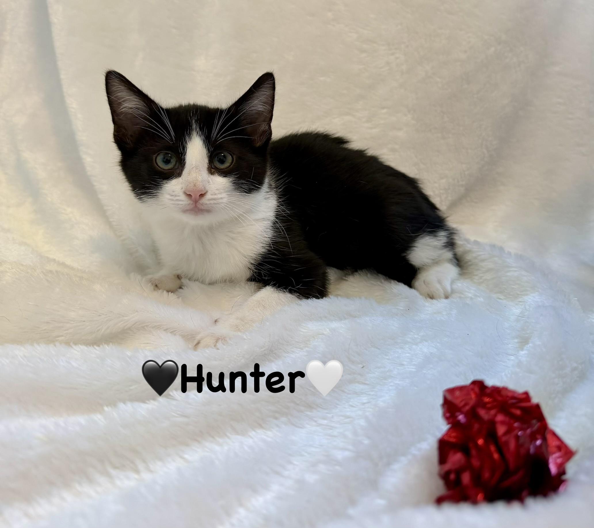 Hunter, Adoptable, Kitten Male Domestic Short Hair.