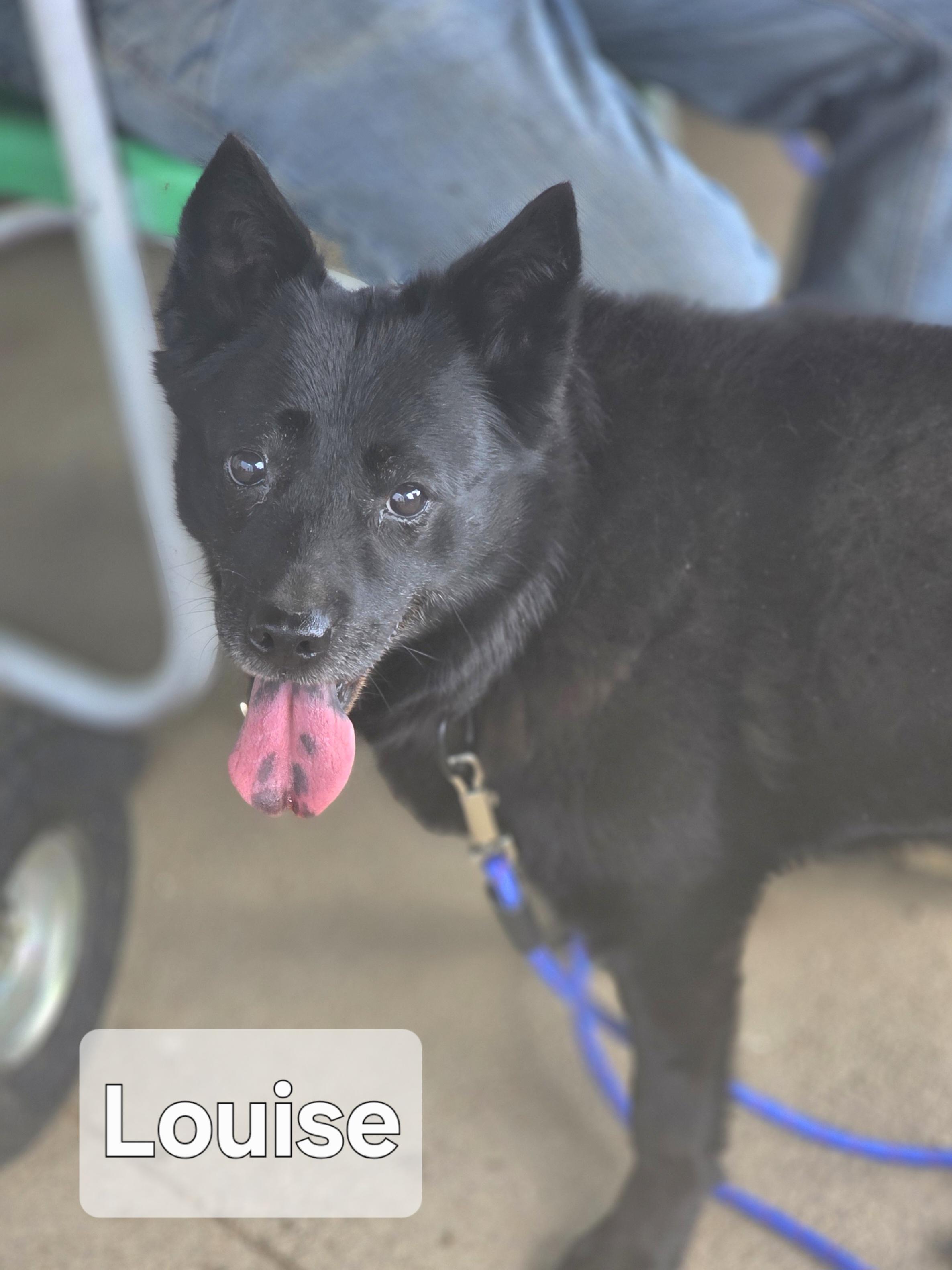 Thelma and Louise , Adoptable, Senior Female Schipperke.
