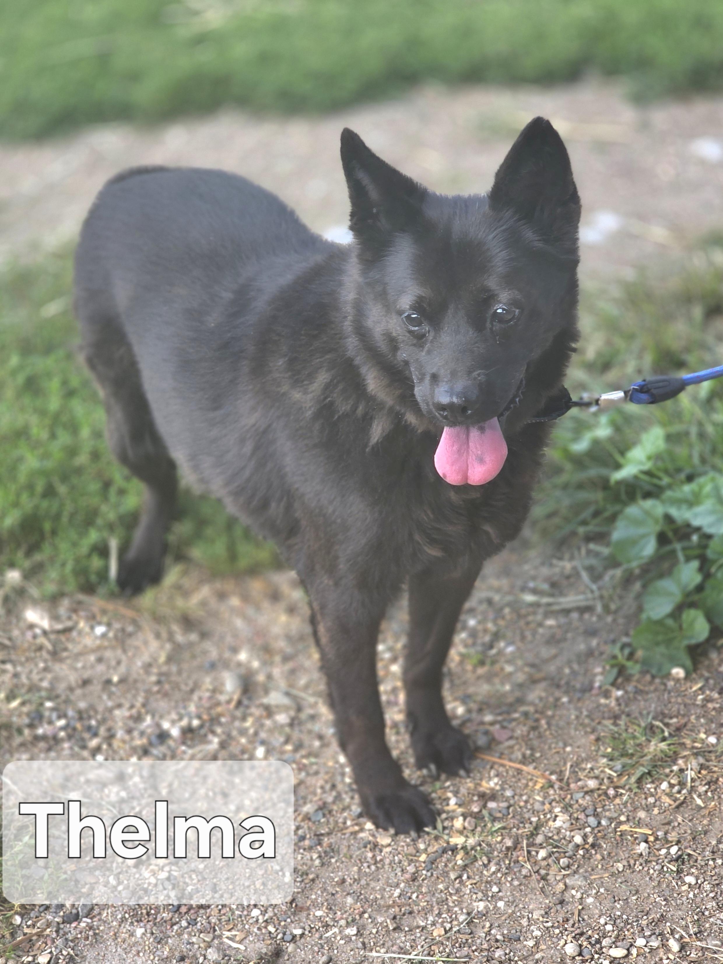 Thelma, Adoptable, Senior Female Schipperke.