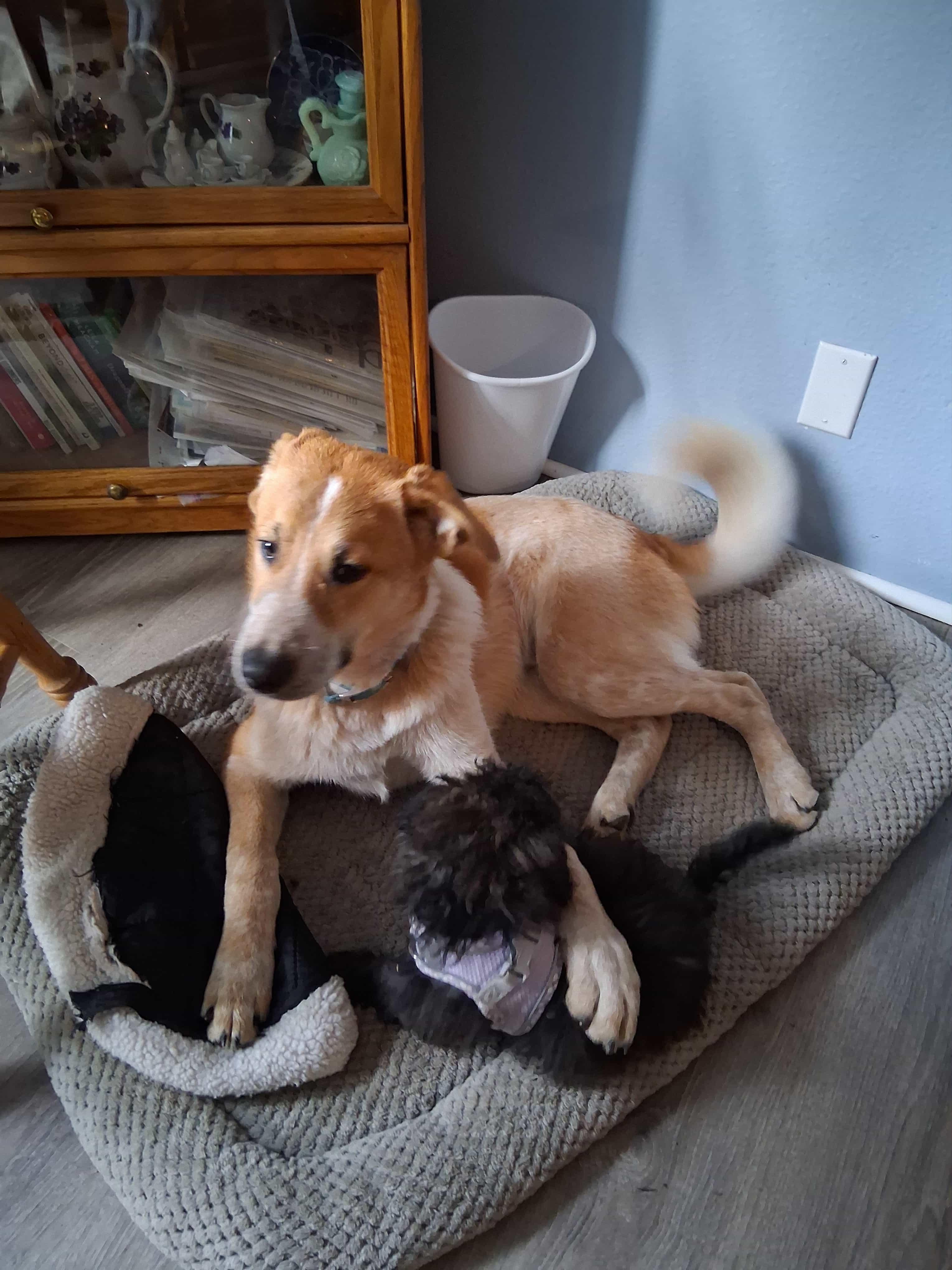 Trooper, a Adoptable mixed breed in Goldendale, WA image 3/4