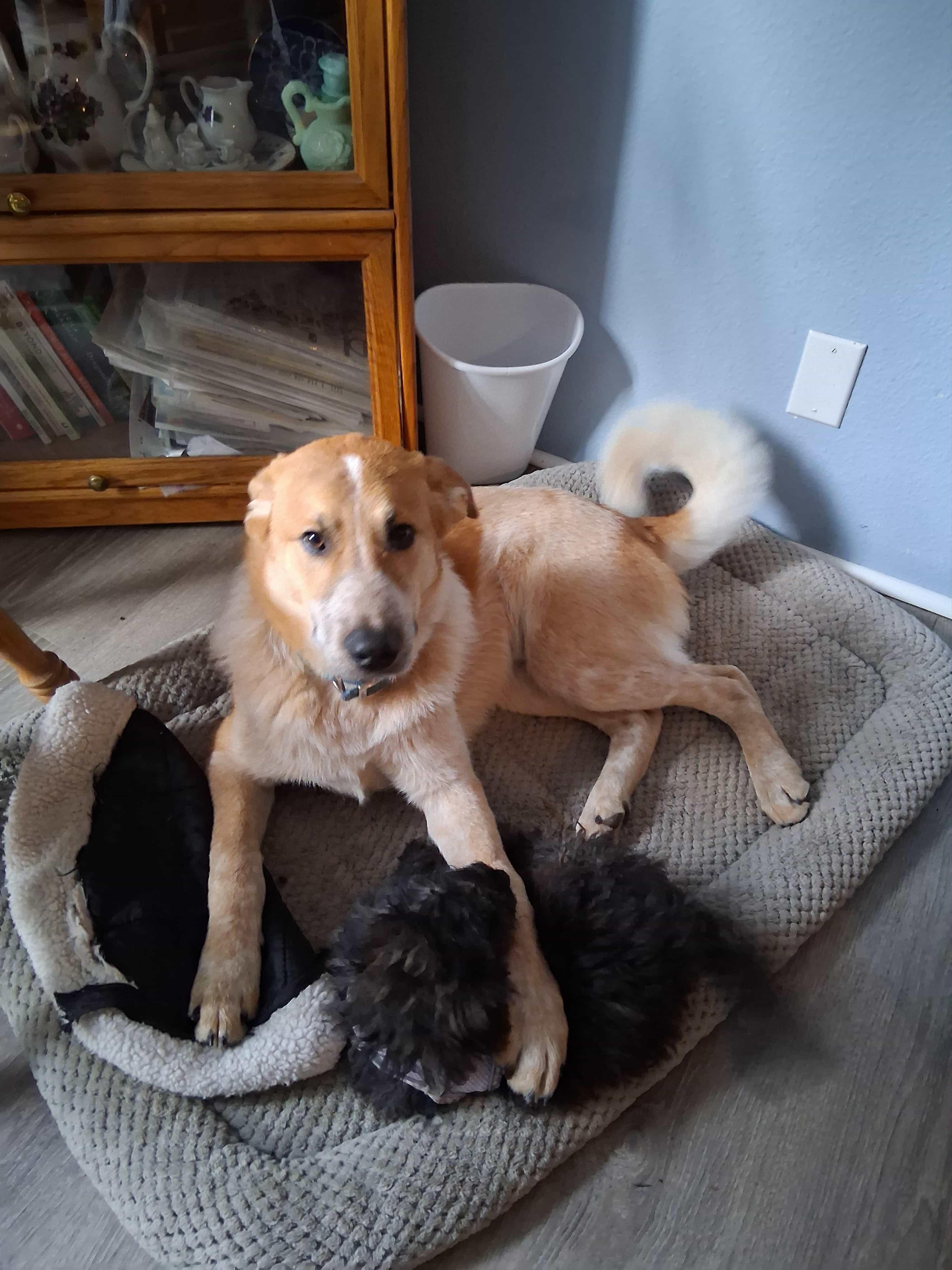 Trooper, a Adoptable mixed breed in Goldendale, WA image 4/4