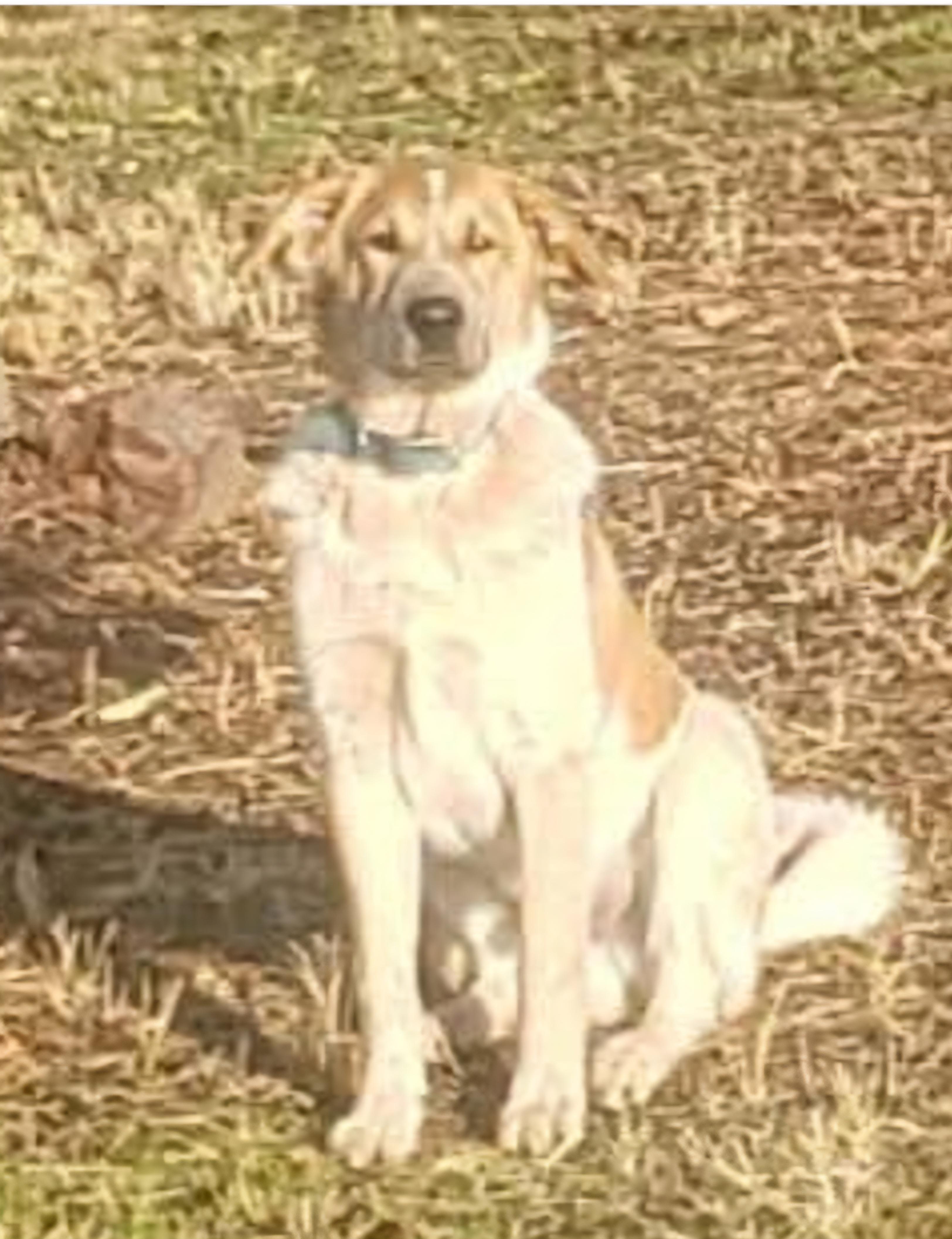Trooper, Adoptable, Young Male Cattle Dog & Great Pyrenees.