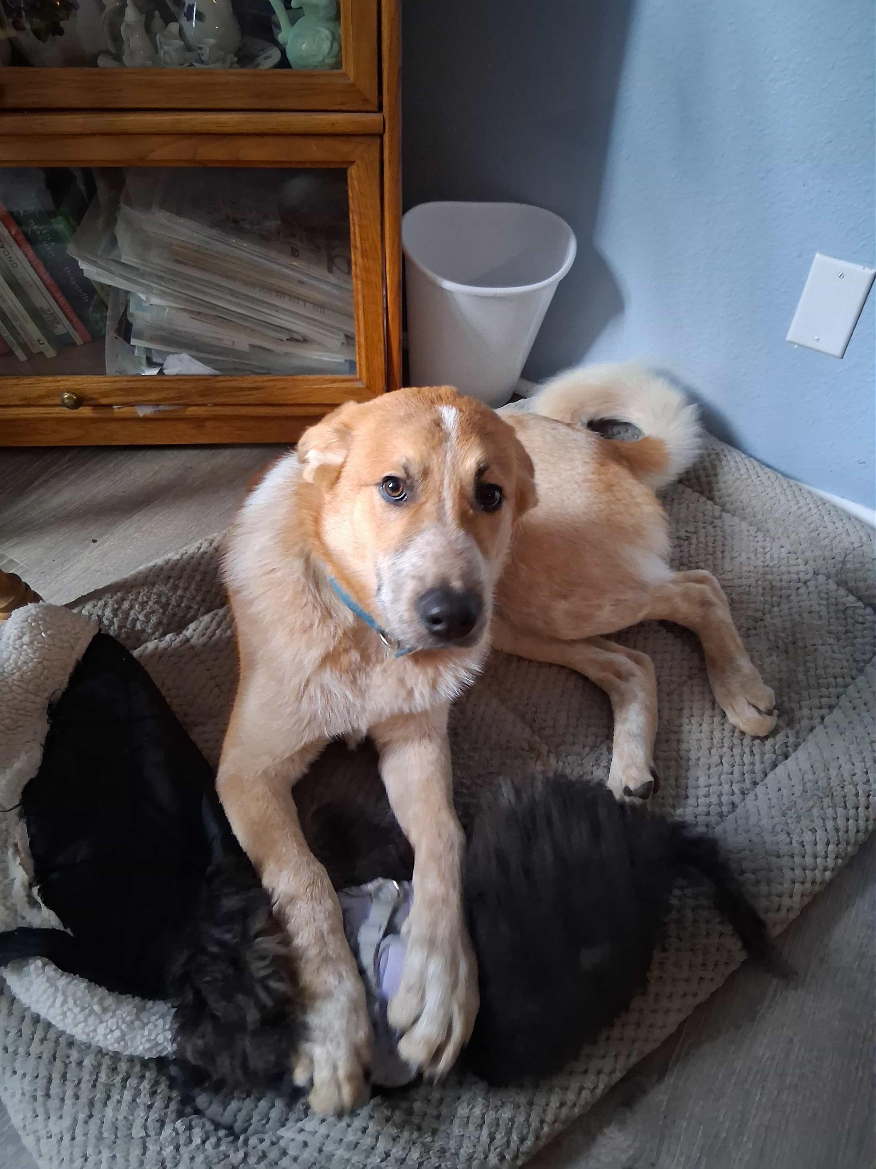 Trooper, a Adoptable mixed breed in Goldendale, WA image 2/4