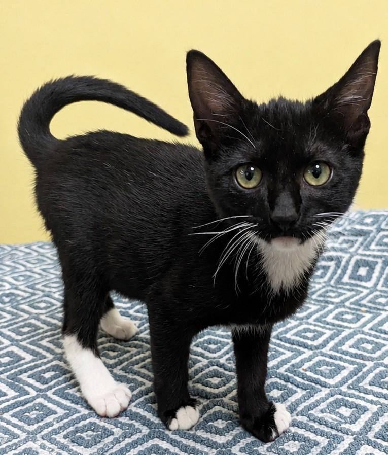Enlarge Louise, a ADOPTABLE Domestic Short Hair in Jackson, GA image 1/1