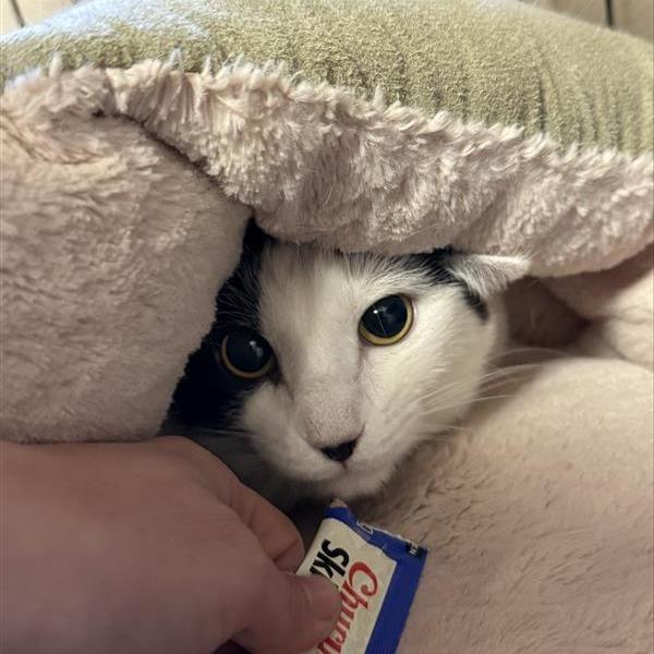 Sasha, Adoptable, Adult Female Domestic Short Hair.