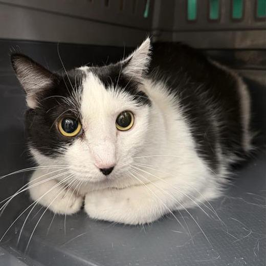 Sasha, a Adoptable Domestic Short Hair in Tempe, AZ image 2/6