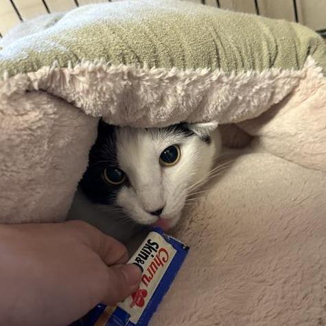 Sasha, a Adoptable Domestic Short Hair in Tempe, AZ image 3/6