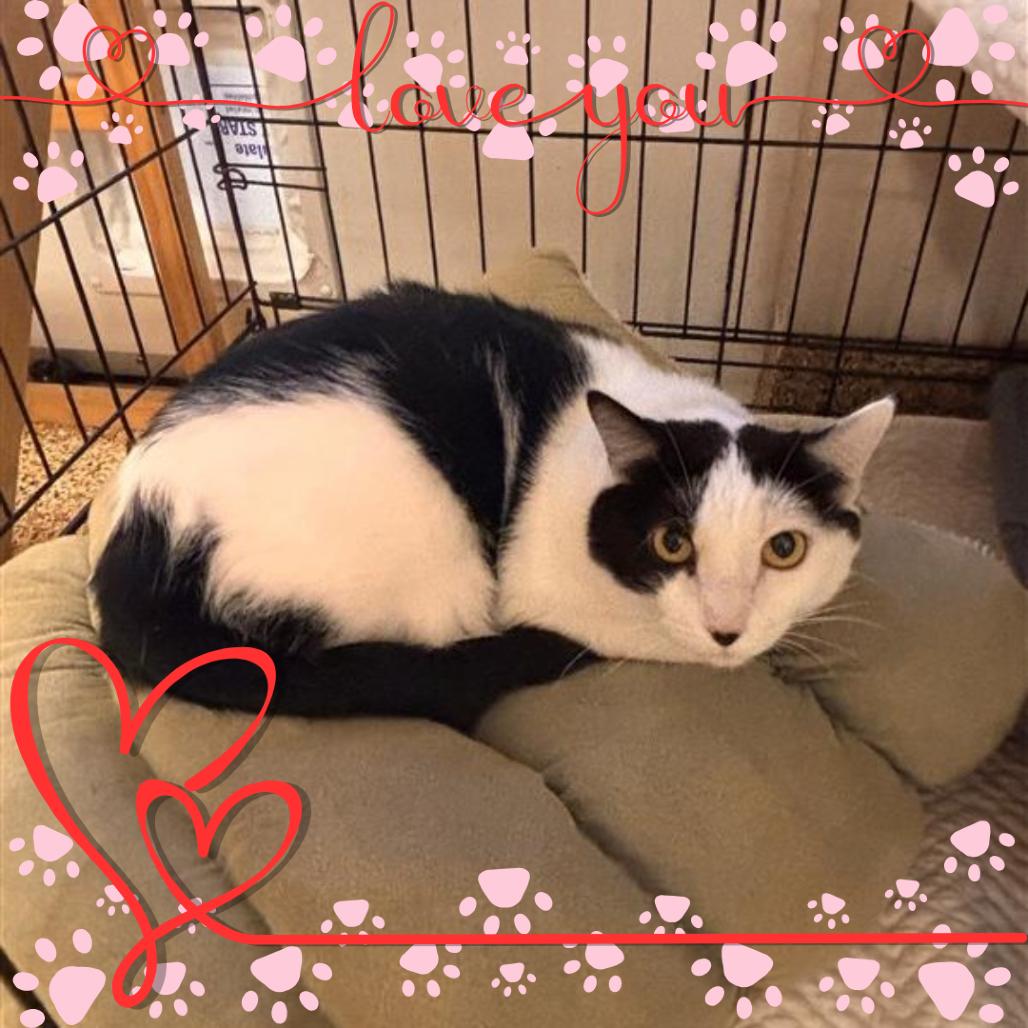 Sasha, a Adoptable Domestic Short Hair in Tempe, AZ image 4/6