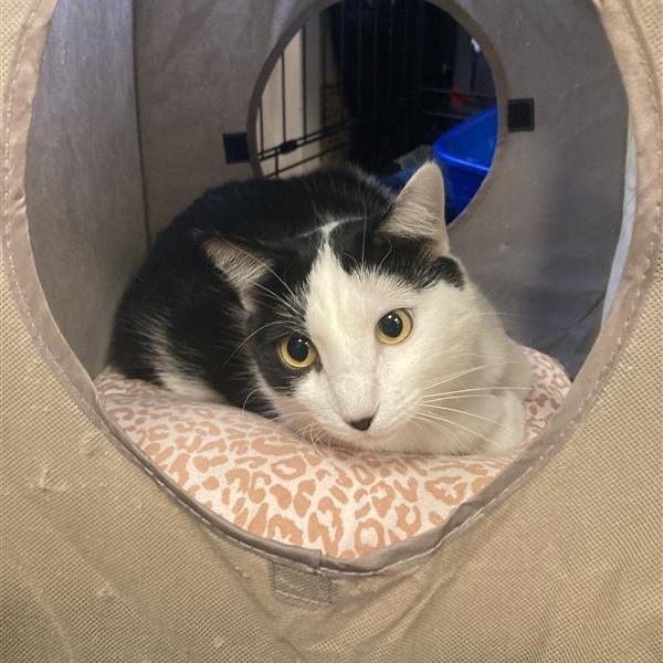 Sasha, a Adoptable Domestic Short Hair in Tempe, AZ image 5/6