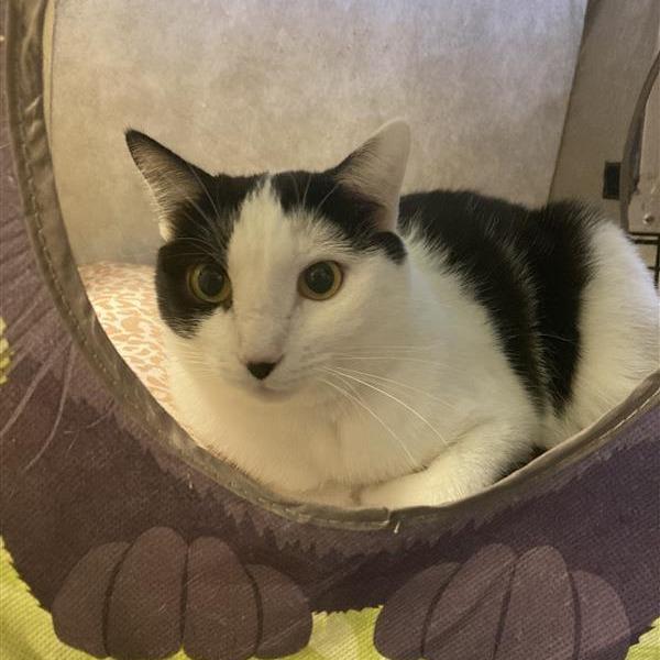 Sasha, a Adoptable Domestic Short Hair in Tempe, AZ image 6/6