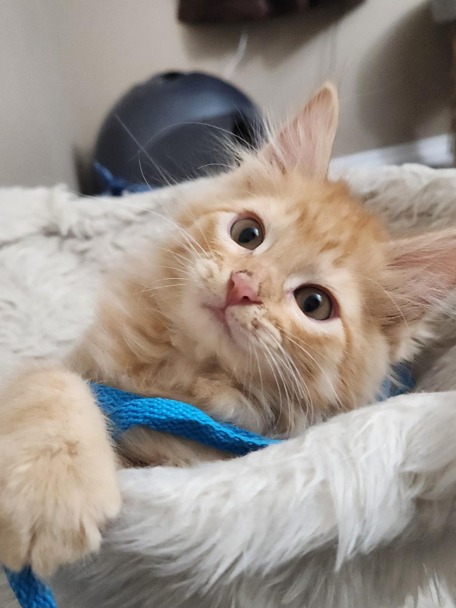 Enlarge Willow, an adopted Domestic Short Hair in Great Falls, MT image 1/1