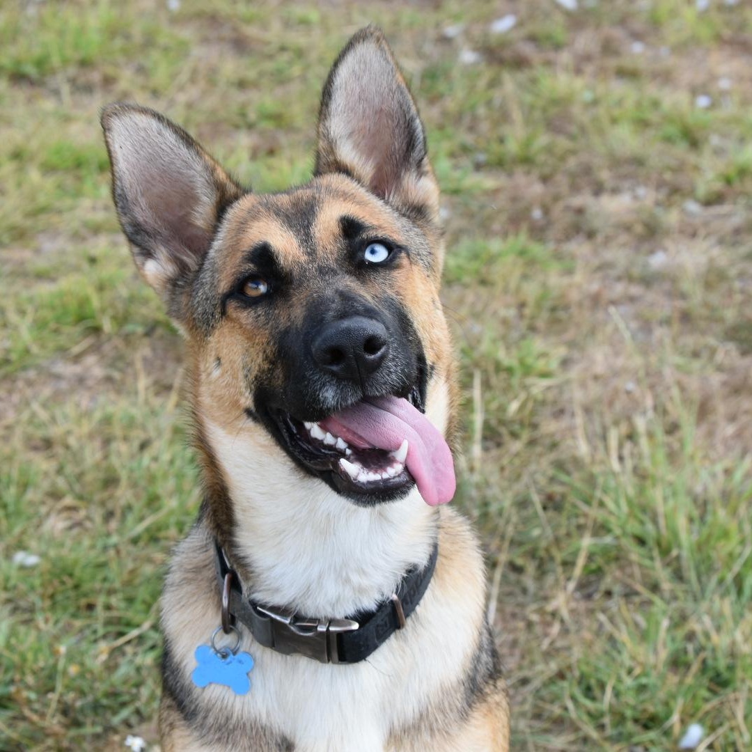 Enlarge Subi, a Adoptable mixed breed in Oakville, WA image 1/6