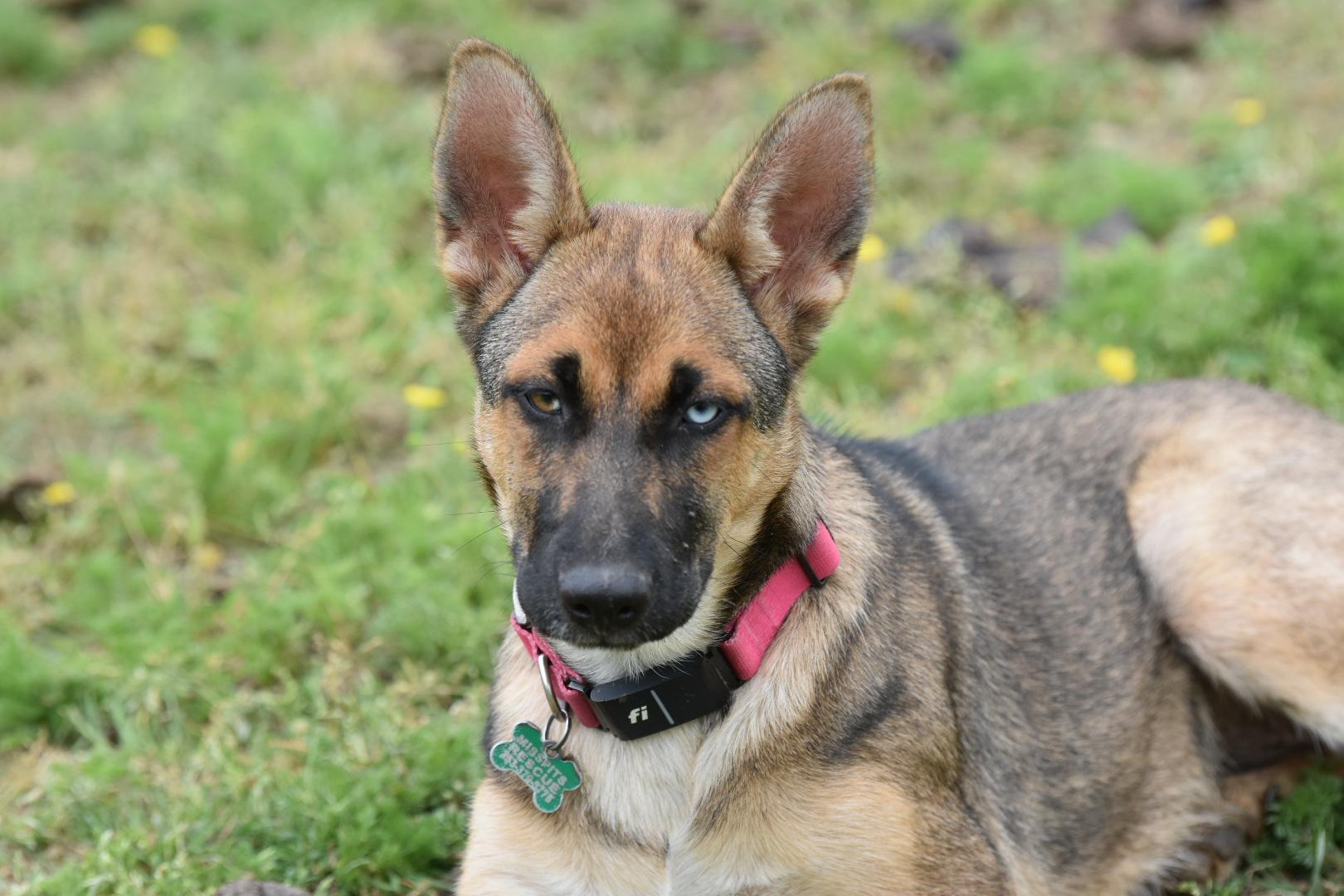 Subi, a Adoptable mixed breed in Oakville, WA image 1/5