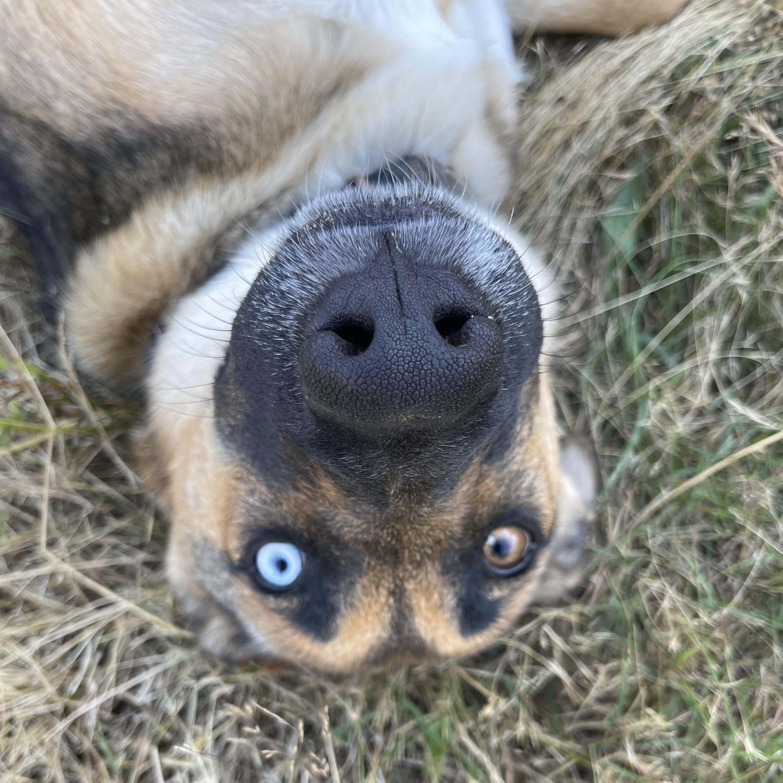 Enlarge Subi, a Adoptable mixed breed in Oakville, WA image 2/6