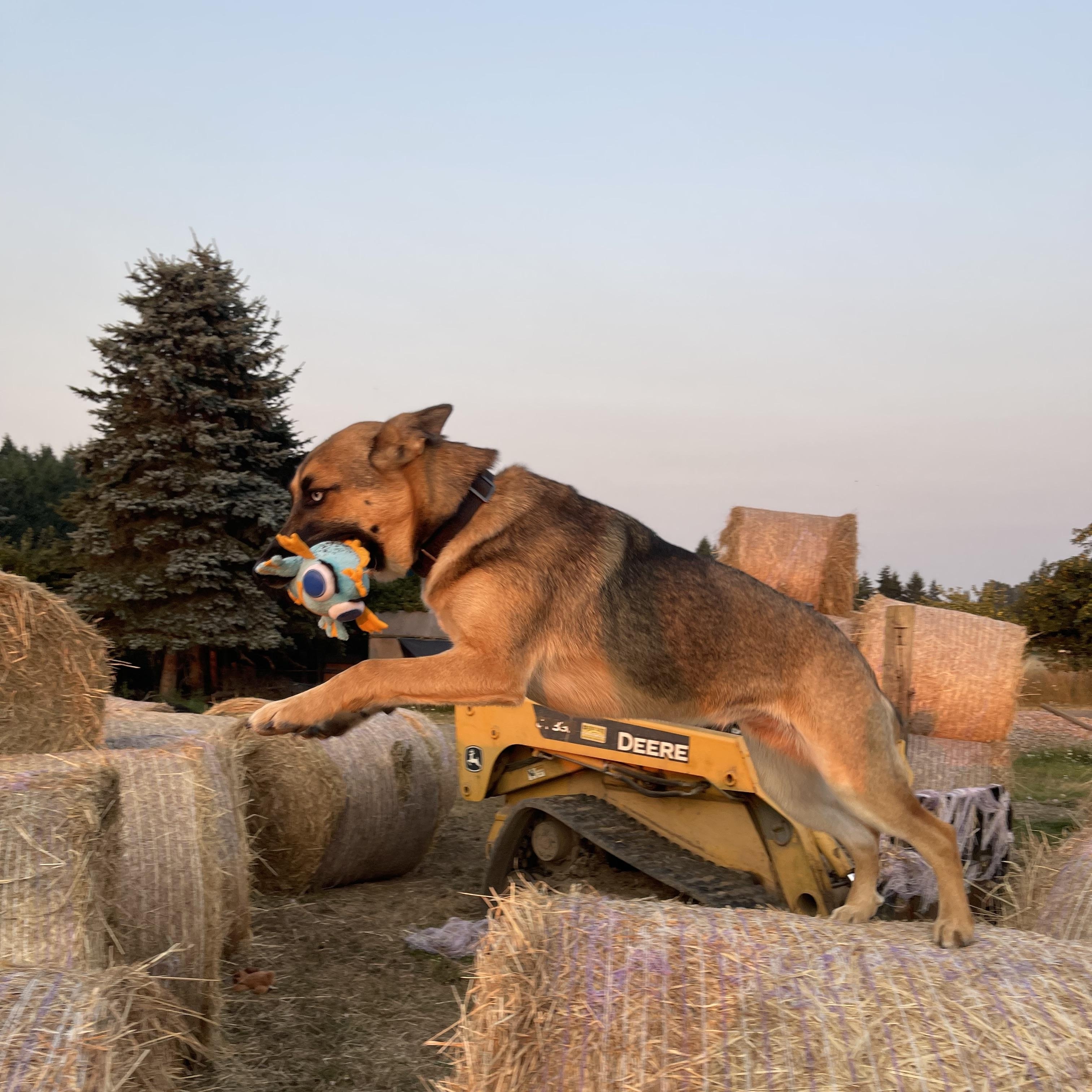 Enlarge Subi, a Adoptable mixed breed in Oakville, WA image 5/6