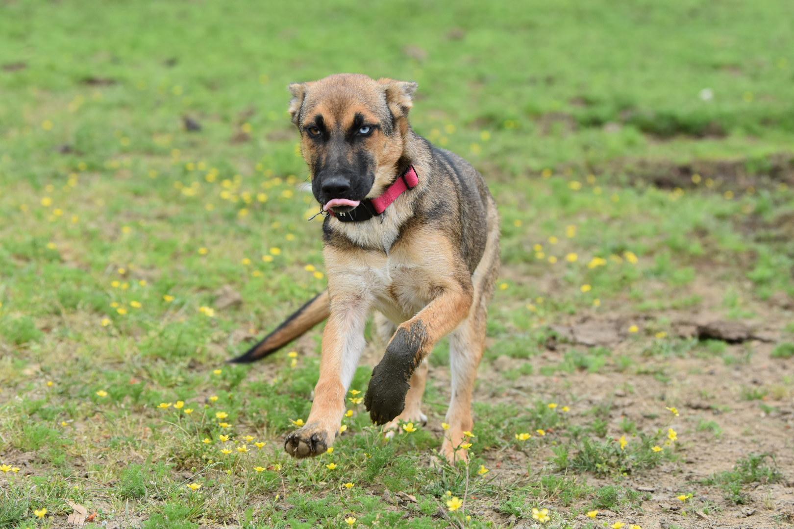Subi, a Adoptable mixed breed in Oakville, WA image 5/5