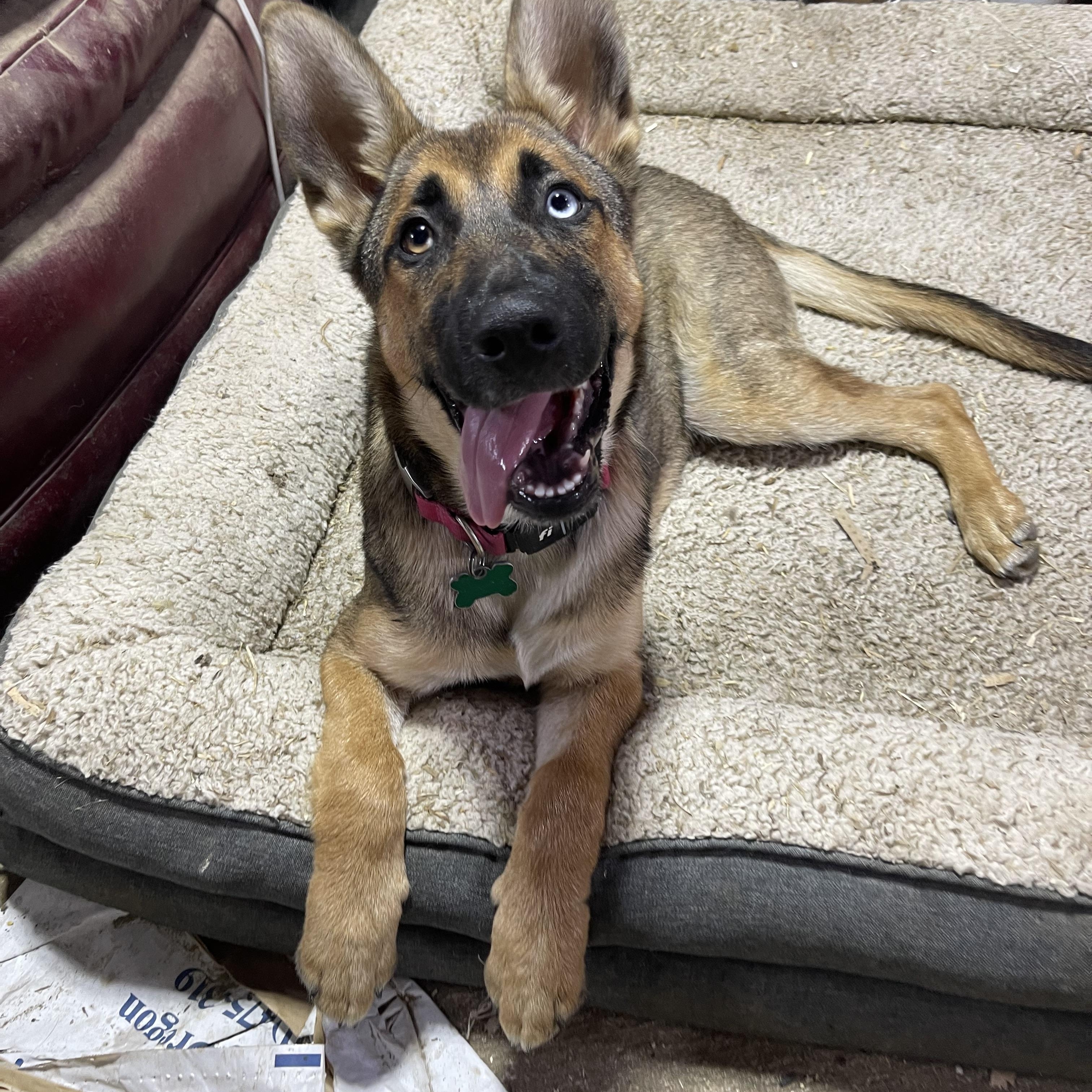 Subi, a Adoptable mixed breed in Oakville, WA image 4/5