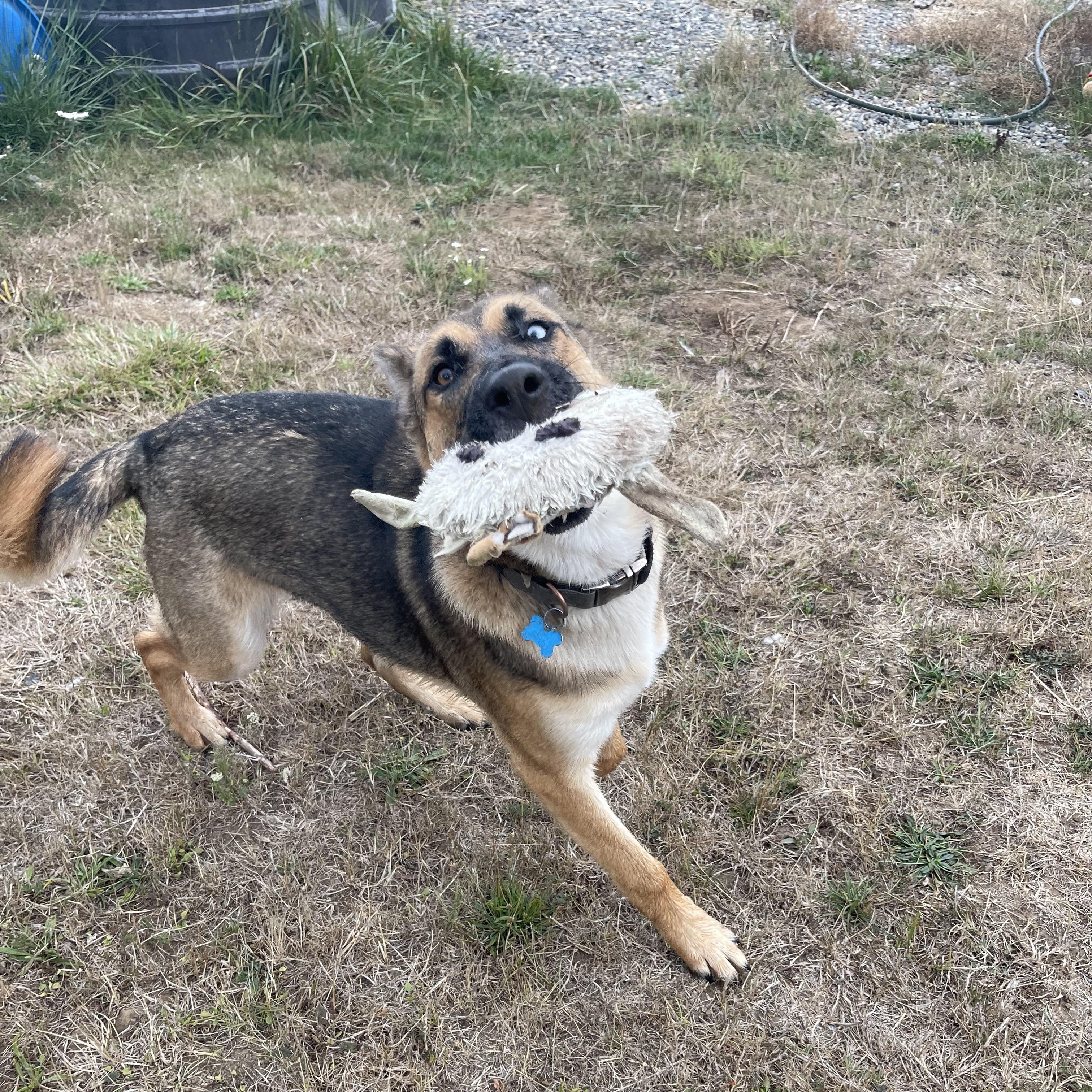 Enlarge Subi, a Adoptable mixed breed in Oakville, WA image 3/6